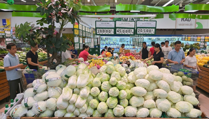 Saigon Co.op cung ứng đa dạng rau xanh tươi phục vụ bữa ăn hằng ngày.