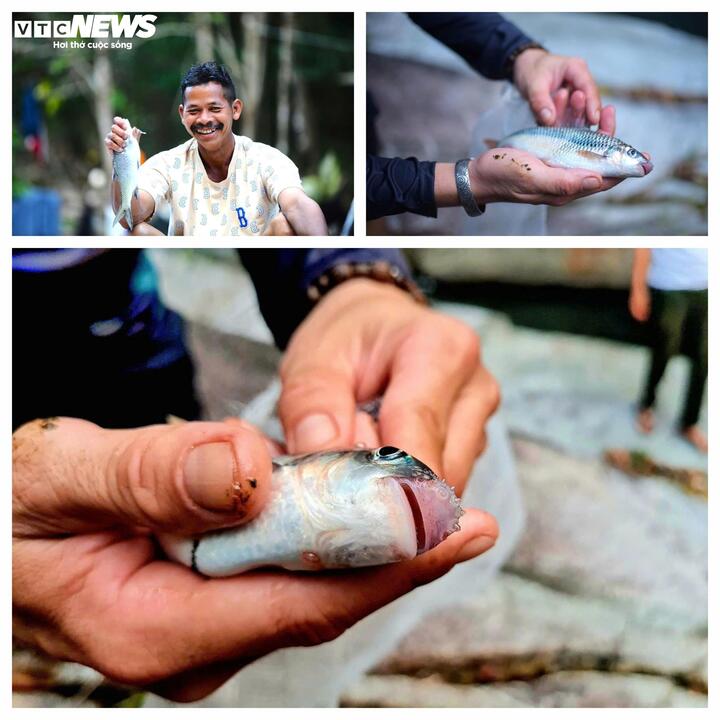 Loài cá này có kích thước lớn bằng cổ tay người trưởng thành. Trên thân có hàng vảy màu nâu và đặc biệt là phía đỉnh đầu có những sợi râu dài.