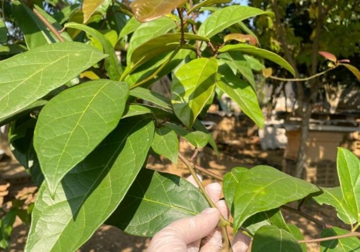 Xạ đen là dược liệu có vị đắng chát, tính hàn. (Ảnh minh hoạ: Như Loan)