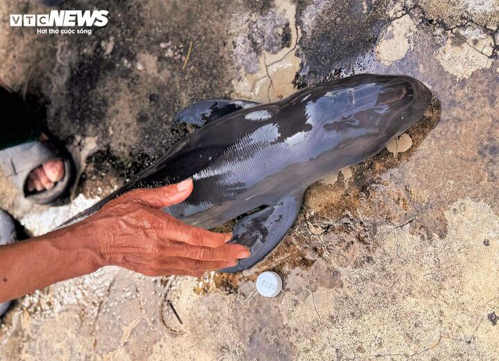 Con cá voi con (hay còn gọi là cá Ông, Ông Nam Hải, thần Nam Hải) thân màu đen đã chết trước đó trôi dạt vào bờ biển thôn Xuân Thạnh Nam, xã Phù Mỹ Đông.