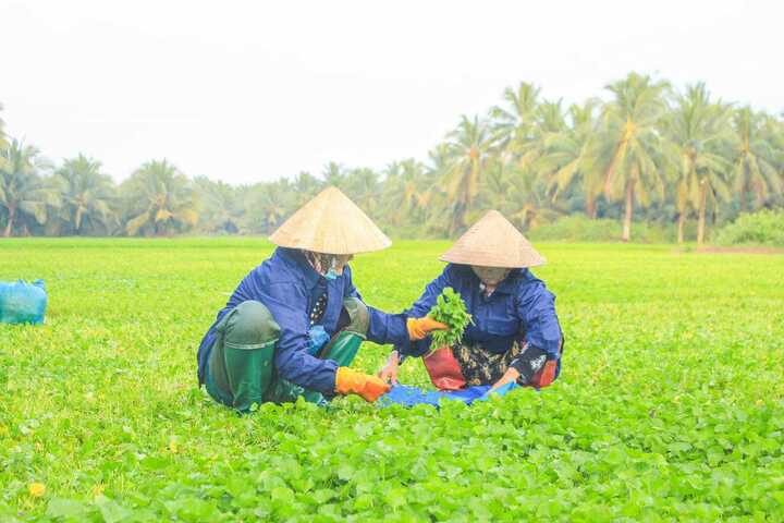 Cây rau má trên đất Củ Chi đã trở thành sản phẩm xuất khẩu sang nhiều thị trường từ quyết liệt làm chủ công nghệ chế biến nông sản của nữ doanh nhân trẻ.