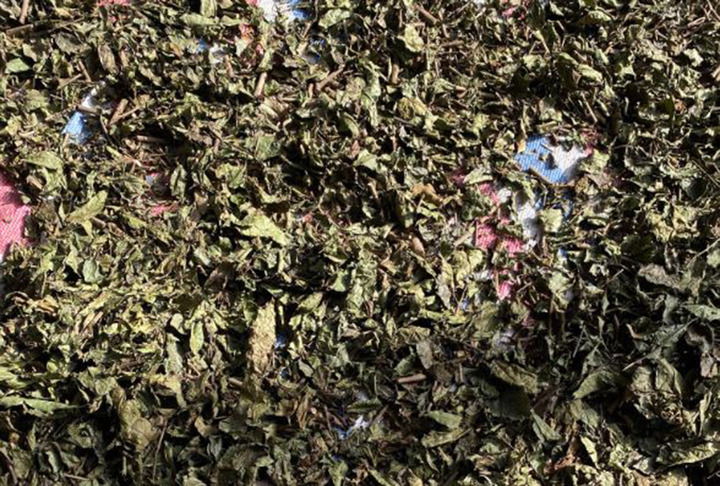 Cần sử dụng đúng cách và đúng liều lượng xạ đen.