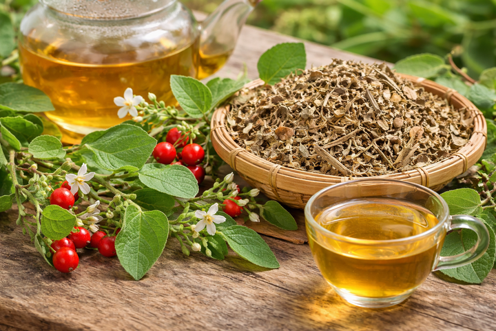 Ai không nên uống cà gai leo?