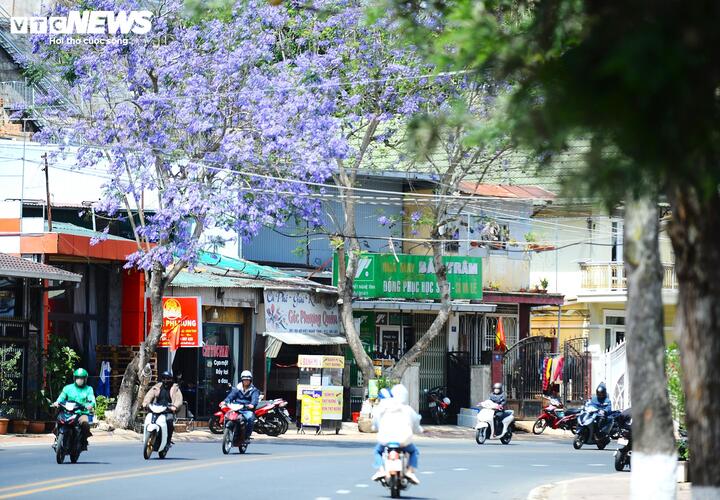 Tháng Ba, khi nắng cao nguyên bắt đầu rót mật xuống từng con dốc, của Đà Lạt cũng là lúc những hàng phượng tím bung nở, nhuộm tím cả những con đường quen thuộc, từ triền đồi, góc phố đến khoảng trời trong veo trên đầu du khách.