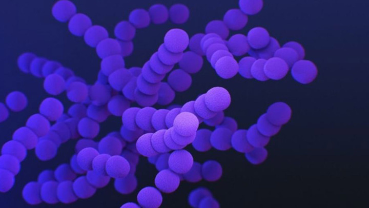 Hình ảnh vi khuẩn Streptococcus agalactiae dưới kính hiển vi (Ảnh: Medlatec).