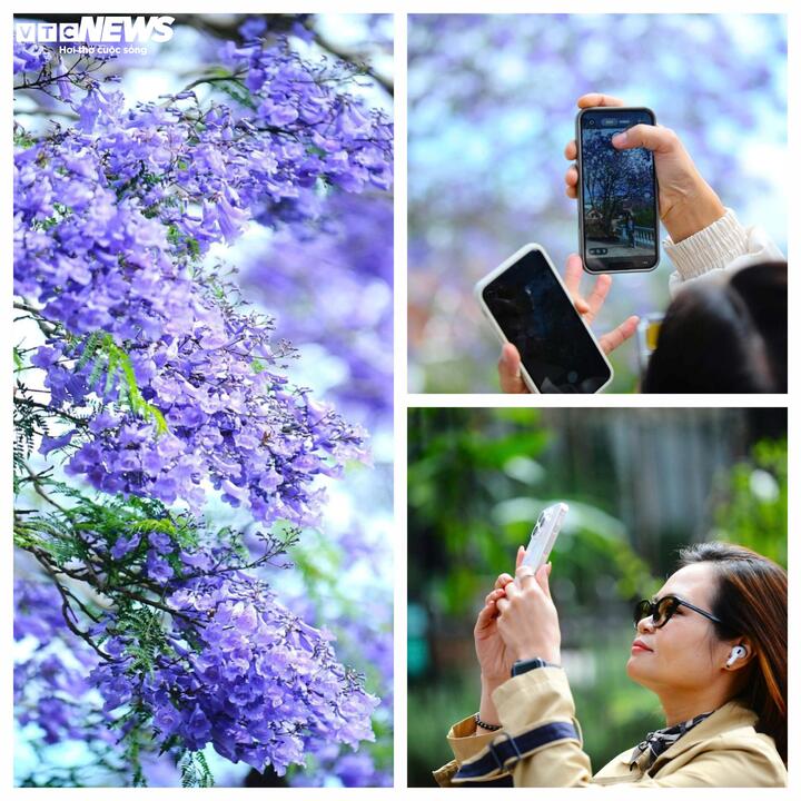 Du khách rồi sẽ rời đi, mùa hoa rồi cũng khép lại, nhưng có một điều ở lại rất lâu, đó là cảm giác đã từng bước qua một thành phố tím biếc của tháng Ba