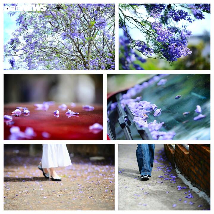 Những con đường: Nguyễn Thị Minh Khai, Xô Viết Nghệ Tĩnh, Quang Trung... những cánh hoa khẽ rơi trên vỉa hè, phủ lên phố núi một lớp ký ức mỏng manh.