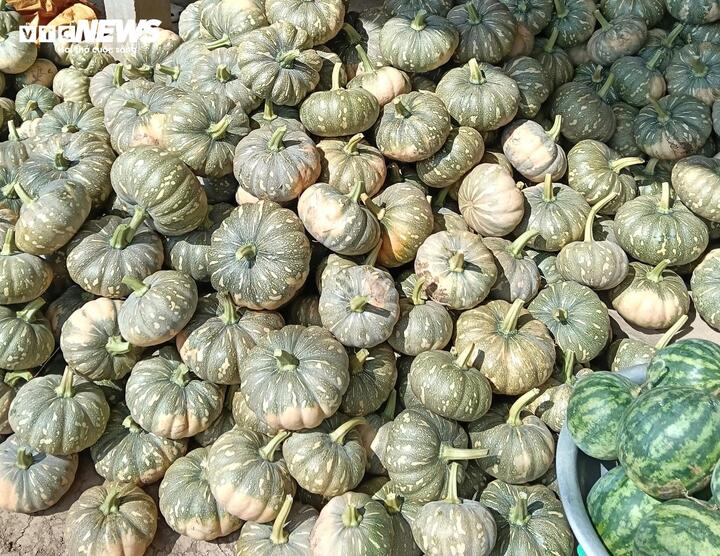 Nông dân thu hoạch bí đỏ về nhà chờ thương lái đến mua.