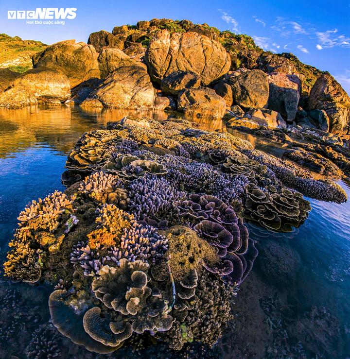 Ngoài ra, hệ sinh thái biển tại Nhơn Lý vẫn giữ được vẻ hoang sơ với những rặng san hô tự nhiên, đa dạng như Hòn Sẹo, Bãi Dứa, tạo điều kiện lý tưởng cho các loại hình du lịch lặn biển và chèo thuyền kayak.