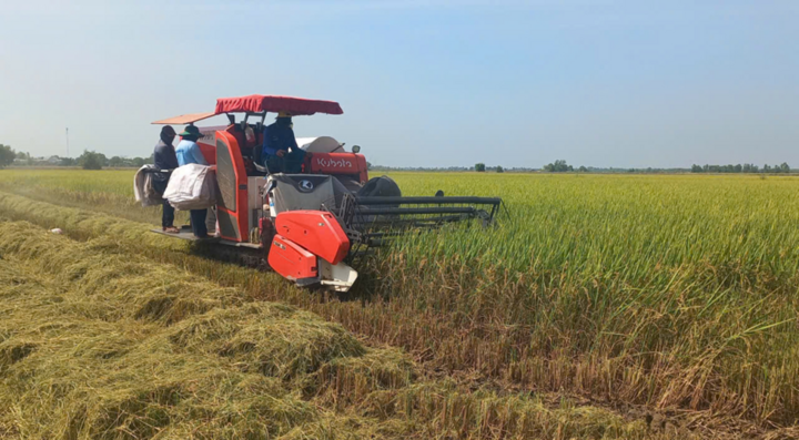 Giá xăng dầu tăng cao gây khó cho thu hoạch vụ lúa Đông Xuân đang tập trung tại Đồng bằng sông Cửu Long.