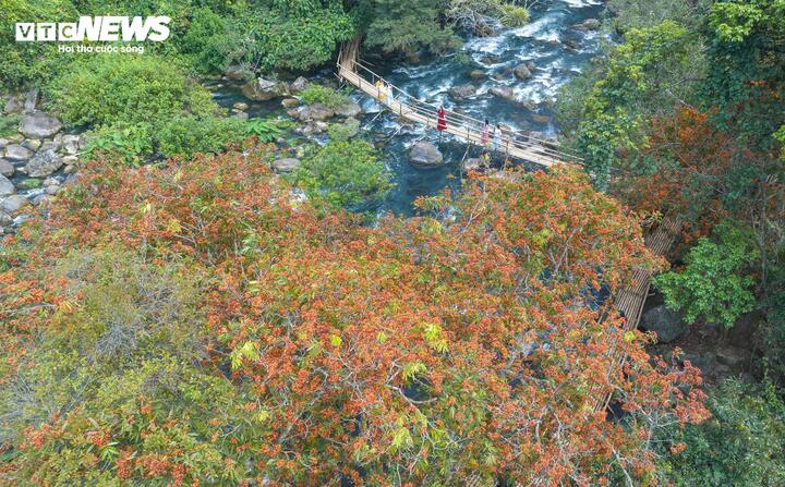 Tháng 3 về, dọc theo các dòng suối nước xanh biếc uốn lượn tại di sản thiên nhiên thế giới Phong Nha - Kẻ Bàng (Quảng Trị), đâu đâu cũng bắt gặp sắc cam của loài hoa vàng anh bung nở.