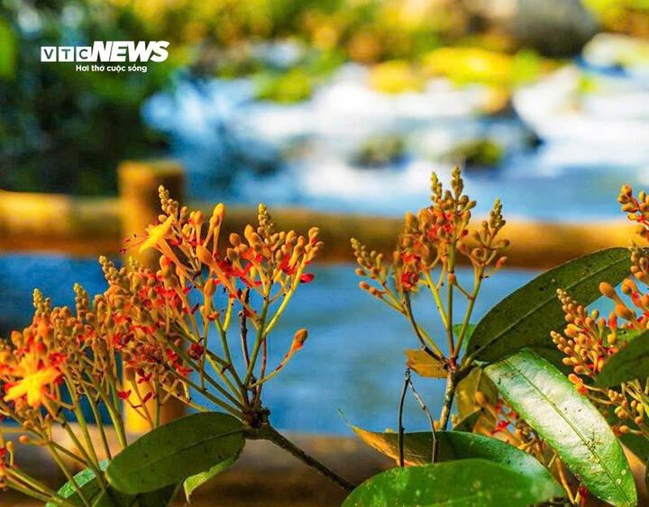 Nơi loài hoa này khoe sắc rực rỡ với mật độ dày nhất là ở khu vực dọc theo suối Nước Moọc nằm cách trung tâm xã Phong Nha (tỉnh Quảng Trị) khoảng 10km.