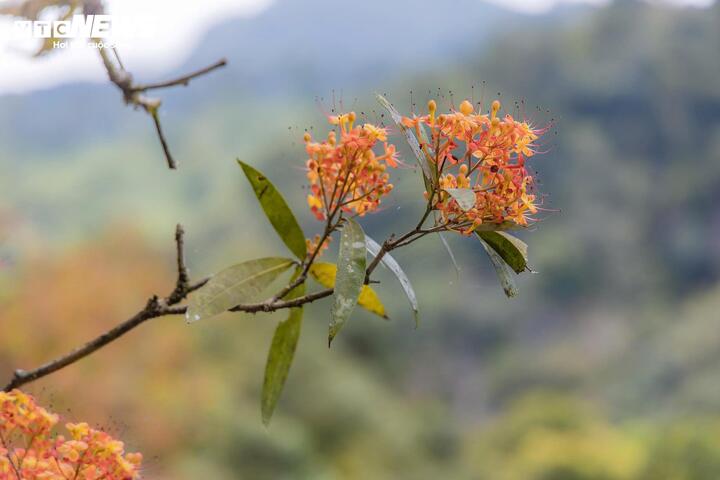 Mọc xen kẽ dưới những tán rừng xanh mướt của di sản thiên nhiên thế giới, loài hoa vàng anh thời điểm này đang bung nở rực rỡ, tạo nên khung cảnh thiên nhiên hiếm gặp ở Phong Nha - Kẻ Bàng.