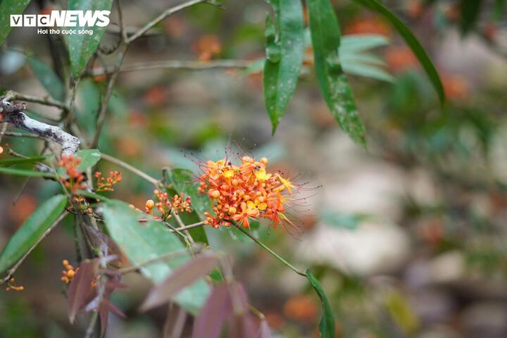 Những chùm hoa kết lại thành từng khối rực rỡ, buông rủ bên dòng suối tinh khôi, tạo nên một khung cảnh vừa kiêu sa, vừa thơ mộng.
