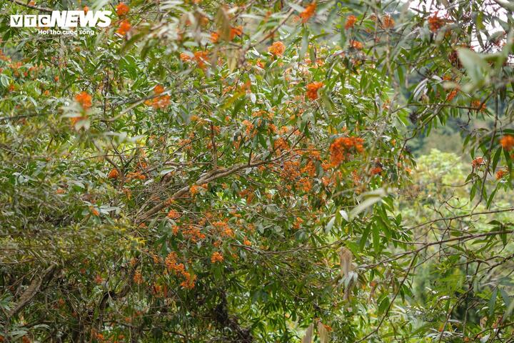 Ông Hoàng Minh Thắng - Giám đốc Trung tâm du lịch Phong Nha - Kẻ Bàng cho biết, suối Nước Moọc là một trong những địa điểm cực kỳ thu hút du khách, nhất là vào thời điểm mùa hè và các dịp nghỉ lễ. Mỗi năm có hơn 35.000 lượt du khách đến đây để trải nghiệm, ngoài chụp ảnh và check-in, du khách còn có thể trải nghiệm những trò chơi phao dưới nước, ngâm mình trong làn nước suối xanh mát lạnh, chèo thuyền thả hồn vào thiên nhiên, tận hưởng không khí trong lành của núi rừng.