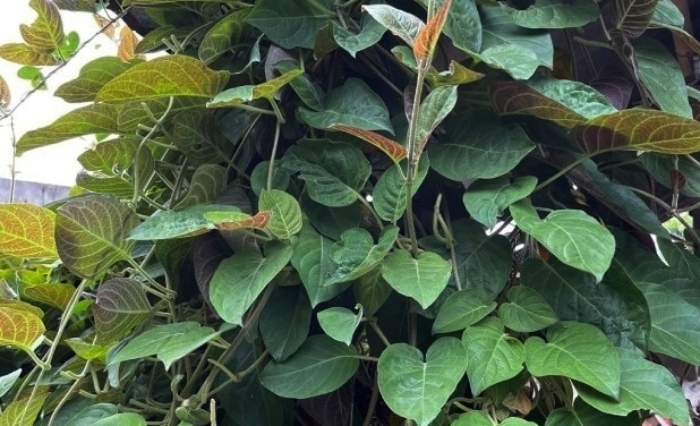 Lá mơ từ lâu đã quen thuộc trong bữa ăn của người Việt như một loại rau thơm ăn kèm.