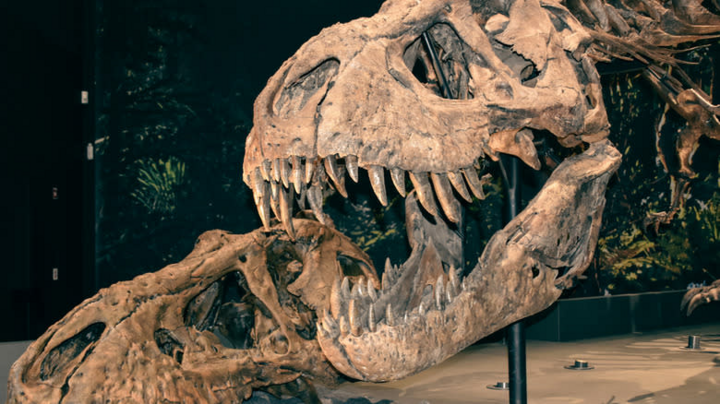 Hộp sọ T-Rex in 3D tại Naturalis. (Nguồn: Naturalis)