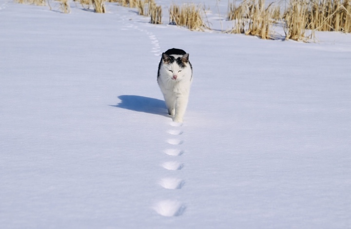 Mèo đi bằng 2 hay 4 chân? Câu đố khiến 99% người trả lời sai.