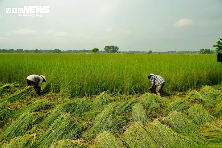 Được biết, cây cỏ bàng (cây cói bàng) hay còn gọi là cây bàng, có tên khoa học là Lepironia articulate, nằm trong họ cói. Là loài cây mọc hoang dại có thân thẳng đứng cao khoảng 1m được biết đến như là một nguyên liệu trời phú để người dân ở đây phát triển làng nghề thủ công mỹ nghệ, “biến cỏ thành tiền”.