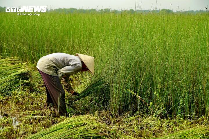 Tận dụng các đầm nước rộng lớn ở vùng hạ du sông Ô Lâu, thổ nhưỡng phù hợp, người dân Phò Trạch chủ động trồng và chăm sóc cỏ bàng, sau đó thu hoạch về để biến loại cỏ này thành vật liệu chính làm ra các sản phẩm mỹ nghệ đẹp mắt, đem lại nguồn thu cho dân làng.