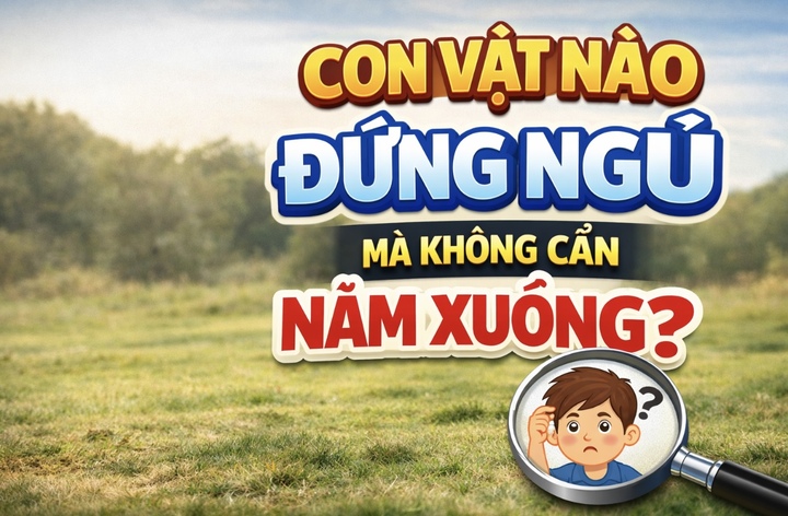 Đáp án quen thuộc nhưng không phải ai cũng biết.
