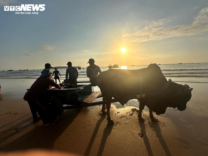 “Công việc vất vả nhưng cũng đủ trang trải cuộc sống, nuôi vợ con và chăm con bò. Mùa nắng còn làm được, chứ mưa xuống là coi như thất nghiệp”, ông Vương chia sẻ.