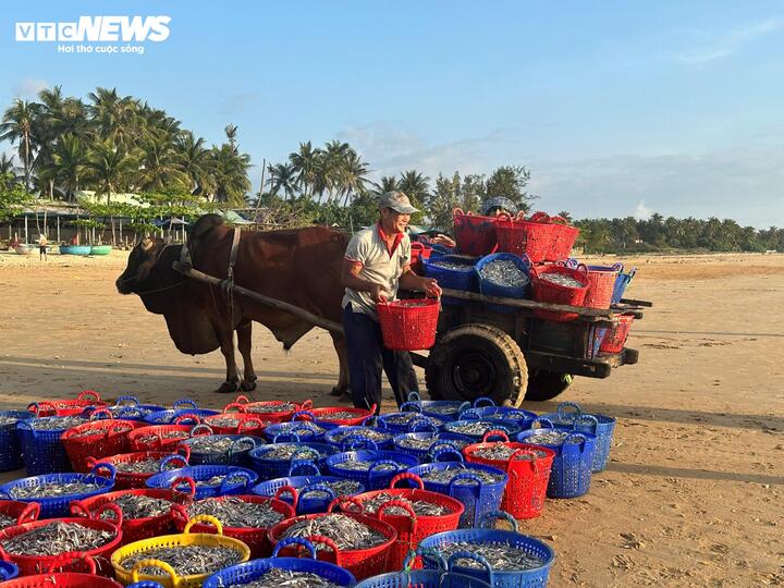 Nhiệm vụ của ông là chở cá từ bãi biển lên xưởng hấp cách khoảng 500m, tiền công mỗi chuyến khoảng 100.000 đồng. Trung bình mỗi ngày, ông thực hiện từ 3–5 chuyến.