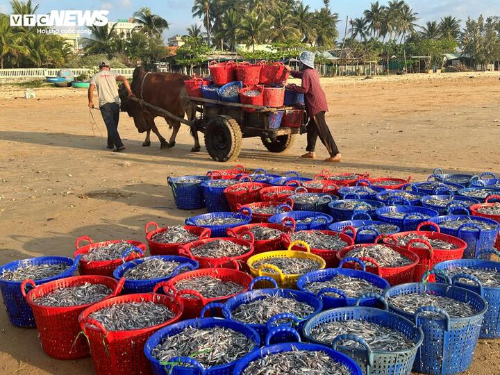 Theo lãnh đạo UBND xã Tuy An Nam, địa phương hiện có hai làng chài là Mỹ Quang Nam và Mỹ Quang Bắc với tổng cộng 202 tàu cá. Người dân chủ yếu sống bằng nghề khai thác thủy sản và các dịch vụ hậu cần nghề biển.