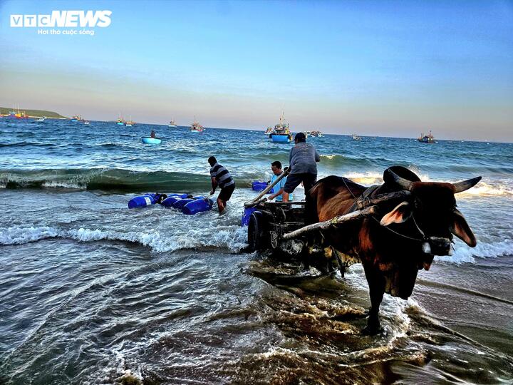 Tại thôn Mỹ Quang Nam, xã Tuy An Nam, mỗi ngày khi trời còn chưa sáng hay chiều muộn, ông Nguyễn Văn Vương (53 tuổi, bà con hay gọi là Vương “cộ bò”) lại lặng lẽ đưa cộ bò ra bãi biển để chở cá thuê cho các tàu vừa cập bến.