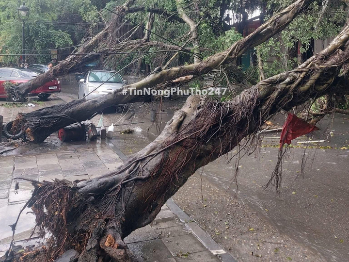Cây cổ thụ nằm phía sau cổng vào Khu di tích lịch sử Đền Hùng bị gió quật ngã. (Ảnh: Tin nóng Phú Thọ)