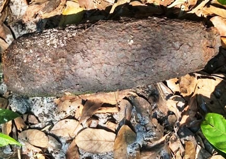 Một trong 2 quả đạn pháo được người dân ở TP Huế phát hiện. (Ảnh: CTV)