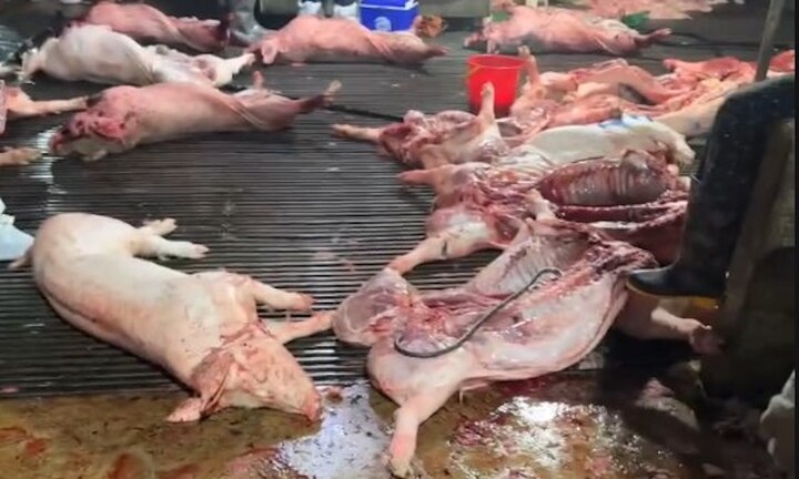 Heo dịch được các đối tượng giết mổ mang đi tiêu thụ