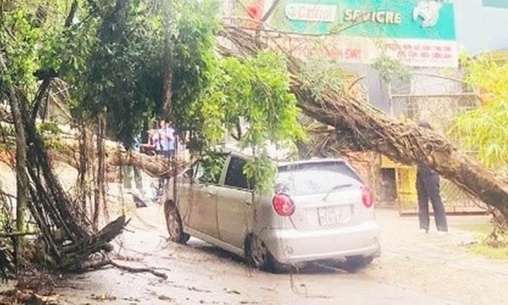 Cây đổ vào xe ô tô tại Khu di tích lịch sử Đền Hùng, Phú Thọ. (Ảnh: Hoàng Lan)
