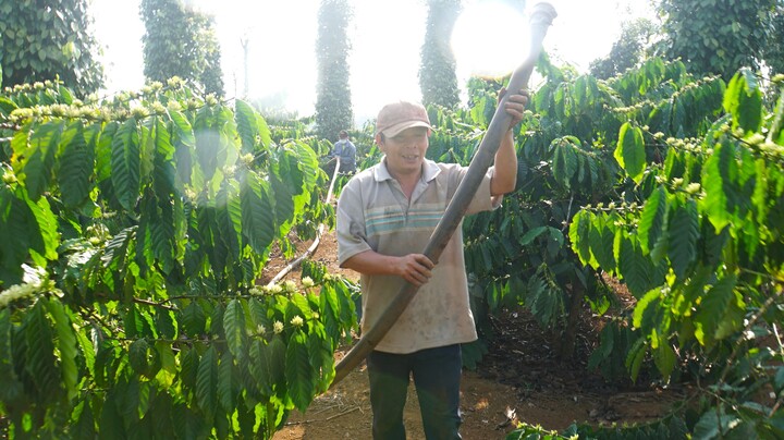 Nông dân phải hạn chế tưới tiêu để tiết kiệm chi phí.
