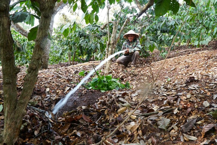 Nông dân Lâm Đồng đang chống chọi với khô hạn và giá nhiên liệu tăng cao.