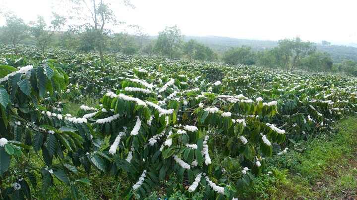 Nhiều vườn cà phê ở Lâm Đồng đang ra hoa, cần tưới tiêu đầy đủ nhưng giá xăng dầu tăng mạnh khiến nông dân lo lắng.
