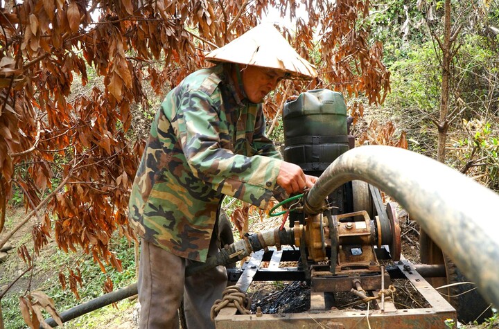 Một số cây trồng bị khô héo vì thiếu nước tưới.