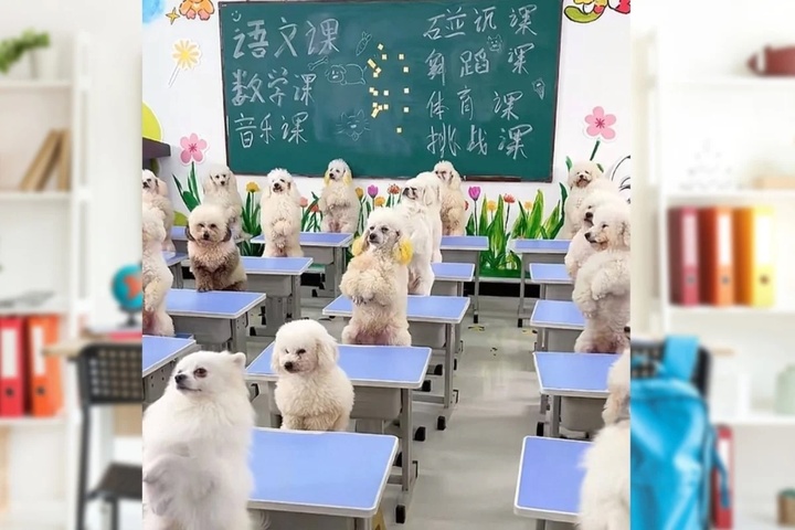 Không có thời gian chăm chó, cô gái chi tiền lớn gửi thú cưng đến trường "mẫu giáo".