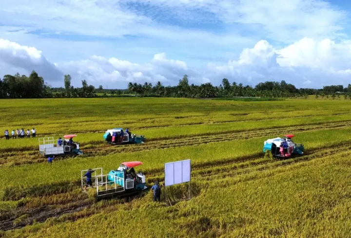 Mở rộng liên kết theo Đề án 1 triệu ha lúa chất lượng cao là giải pháp bền vững cho ngành lúa gạo vùng ĐBSCL. (Ảnh: Kim Anh)