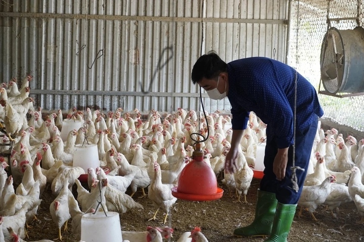 Các doanh nghiệp hội viên của VPA cam kết duy trì nguồn cung ổn định, giá bán hợp lý, hạn chế tối đa việc chuyển toàn bộ áp lực chi phí logistics sang giá thành sản phẩm đầu ra cho doanh nghiệp hội viên và nông dân. (Ảnh: Hồng Thắm)