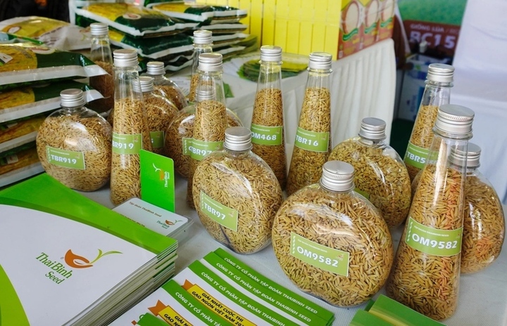 Hạt giống lúa trong nước hiện đáp ứng được trên 90% nhu cầu gieo trồng cho khoảng 7 triệu ha lúa mỗi năm, chủ yếu là các giống lúa thuần. (Ảnh: Hồng Thắm)
