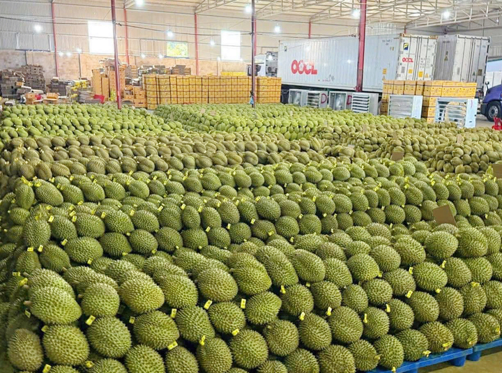 Hoạt động thu mua tại các kho xuất khẩu đang khá sôi động.