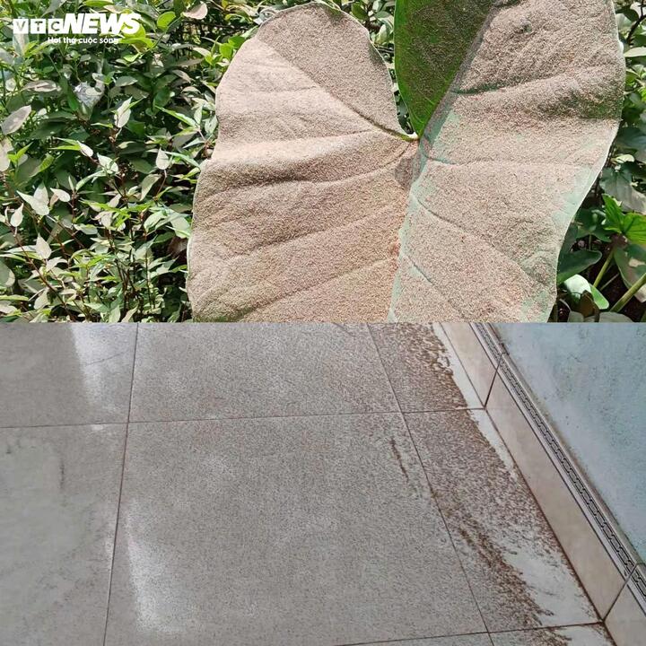 Lá cây, nền nhà phủ dày lớp bụi gỗ. (Ảnh: Người dân cung cấp)