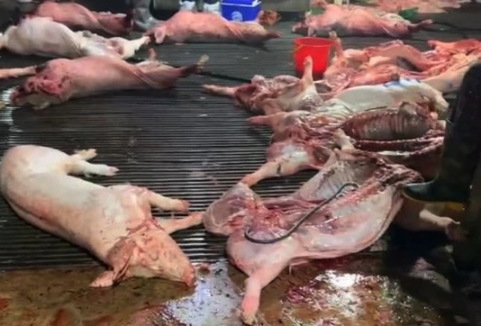 Ph&aacute;t hiện lợn bệnh bị tuồn v&agrave;o bếp ăn trường học, Bộ Y tế v&agrave;o cuộc- Ảnh 1.