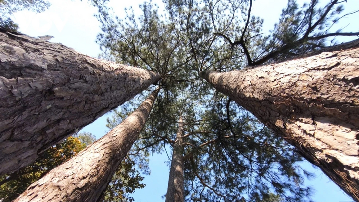 Rừng thông tại Đà Lạt được bảo vệ nghiêm ngặt để bảo vệ môi trường và phát triển du lịch