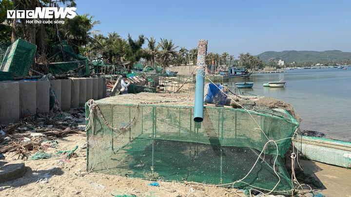 Theo lãnh đạo phường Sông Cầu, thực tế, nghề nuôi tôm hùm tại khu vực này lâu nay phát triển theo kiểu tự phát, “mạnh ai nấy làm”. Lồng bè được thả dày đặc trên mặt nước, nhiều khu vực vượt xa quy hoạch cho phép. Phần lớn người nuôi không đăng ký, kê khai số lượng con giống, vị trí nuôi ngay từ đầu vụ; thậm chí không có giấy tờ chứng minh nguồn gốc con giống. Khi thiên tai xảy ra, chính quyền địa phương không có cơ sở xác định cụ thể thiệt hại để lập hồ sơ hỗ trợ.