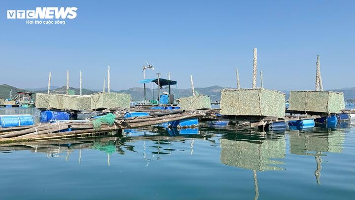 Tại đầm Cù Mông (phường Sông Cầu), nơi từng được xem là “thủ phủ tôm hùm”, thời điểm này lẽ ra đang vào vụ nuôi chính nhưng khung cảnh lại trái ngược hoàn toàn. Nhiều lồng bè bị bỏ không, kéo lên bờ phơi nắng; một số hộ chỉ dám thả nuôi cầm chừng hoặc chuyển sang nuôi các loại cá giá trị thấp, thậm chí quay lại nghề đánh bắt nhỏ lẻ để mưu sinh.