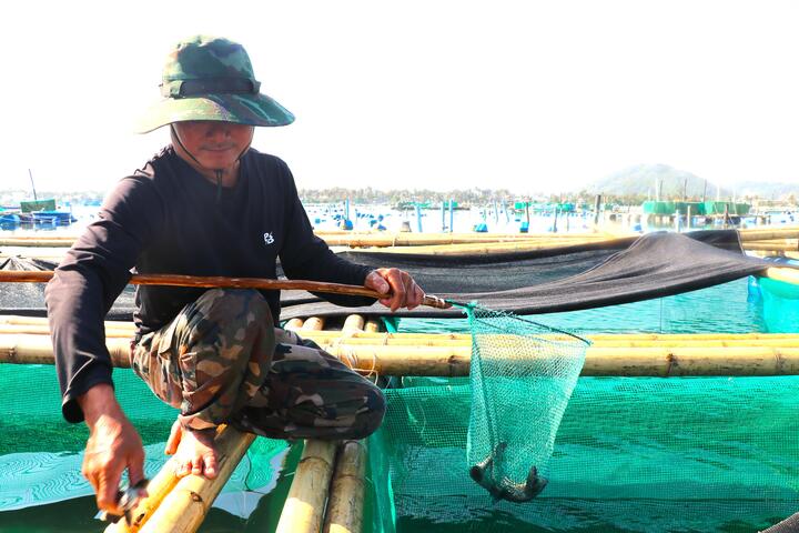 Nuôi thuỷ sản tự phát, ngoài quy hoạch, đồng nghĩa với việc tự đặt mình ngoài “vùng an toàn” của chính sách. Khi chưa đăng ký, chưa được cấp phép, mọi rủi ro gần như người nuôi phải tự gánh chịu, kể cả khi thiên tai xảy ra trên diện rộng. Không ai có thể bảo vệ một hoạt động vốn đã sai ngay từ đầu. Câu chuyện sau bão vì thế không chỉ là mất mùa, mà là lời cảnh báo rõ ràng: nếu còn tiếp tục nuôi tràn lan, bất chấp quy hoạch, thì cái giá phải trả sẽ không dừng lại ở một vụ thiệt hại, mà có thể là mất luôn cơ hội được hỗ trợ, phục hồi và làm lại từ đầu.