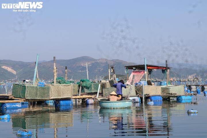 Theo thống kê, đợt thiên tai cuối năm 2025 đã gây thiệt hại khoảng 127.000 lồng bè nuôi trồng thủy sản, ước tính hơn 2.000 tỷ đồng. Riêng khu vực đầm Cù Mông và vịnh Xuân Đài có khoảng 54.000 lồng bè bị ảnh hưởng.