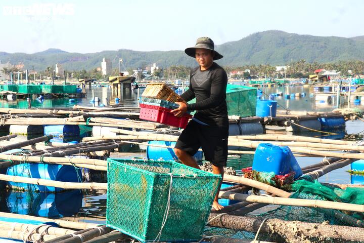Trước thực trạng đó, các địa phương kiến nghị không áp dụng hỗ trợ trực tiếp đối với nuôi trồng thủy sản, mà chuyển sang các giải pháp như khoanh nợ, giãn nợ, cho vay để người dân có điều kiện tái sản xuất. Theo lãnh đạo phường Sông Cầu, trong thời gian tới, địa phương sẽ rà soát, sắp xếp lại vùng nuôi theo quy hoạch, đồng thời yêu cầu người dân kê khai đầy đủ ngay từ đầu vụ để làm căn cứ hỗ trợ khi có thiên tai.